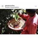 Speciality Coffee Gearbox Coffee Roasters - Speciality Coffee/Café de spécialité - Uganda Sironko - Café en grains GBUGASIR250GR