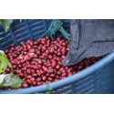 Home Organic Coffee Beans from Mexico - Mokarico - 100% Arabica - 1kg MKRBIOM1KGGR