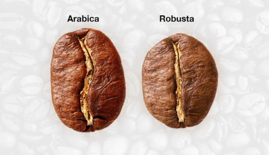Les 5 différences entre le Robusta et l’Arabica dont personne ne parle