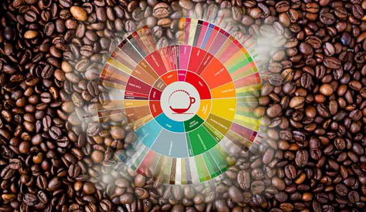 La roue du café Robusta (arômes) = Principales différences avec la roue du café Arabica (arômes)