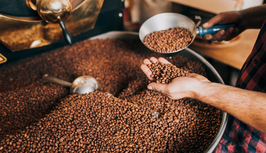 Quel est le secret du café italien ? L’importance d’un Robusta bien torréfié