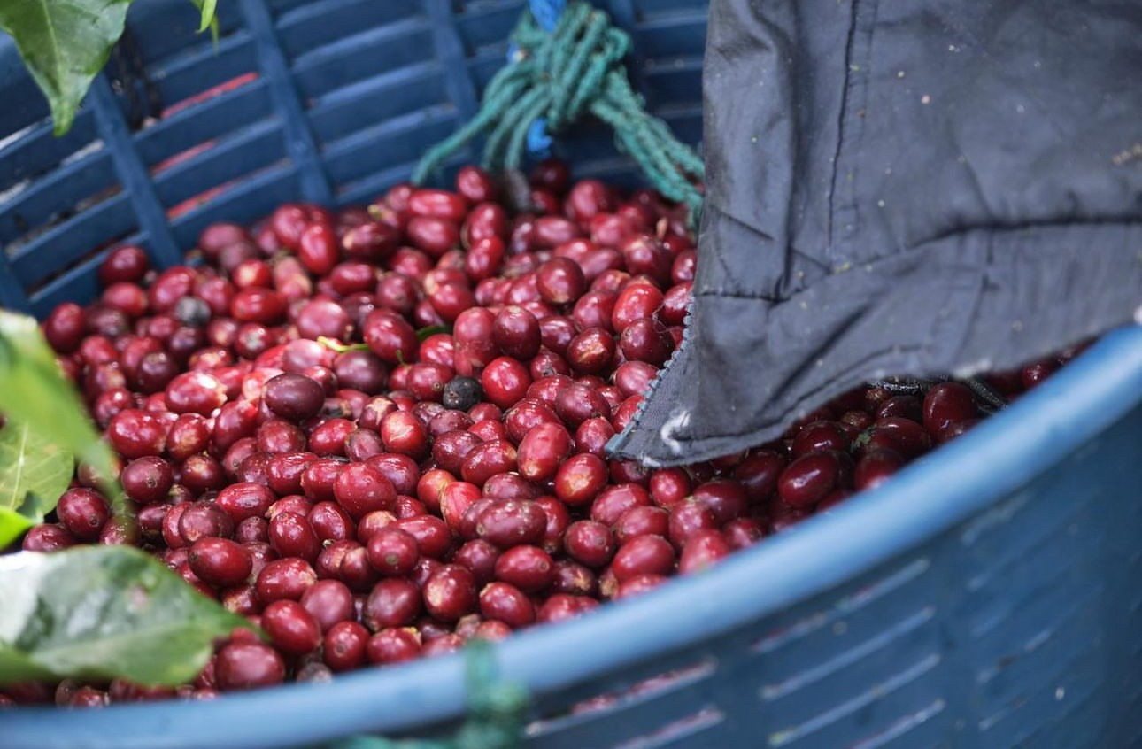 Mokarico Café en grains de Colombie - Mokarico - 100% Arabica - 200g MOKACOLMB200