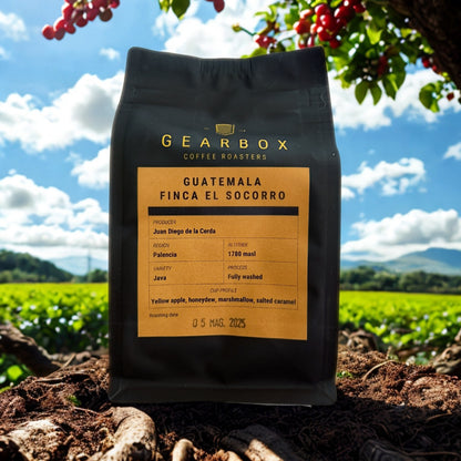Speciality Coffee - Gearbox Coffee Roasters - Guatemala Finca El Socorro - Gewassen Java - Gebrand in Italië